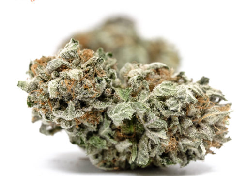 Buy California Orange (AA) Online